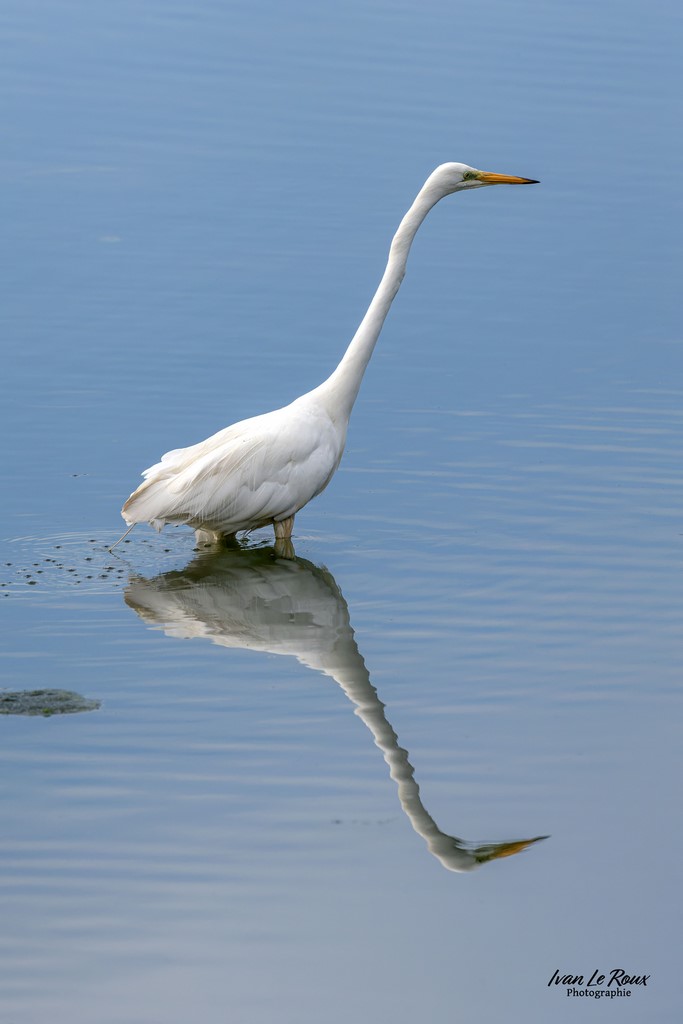 La Grande Aigrette  - Réserve Ornithologique du Grand Laviers  - Baie de Somme Ivan Le Roux Photographie