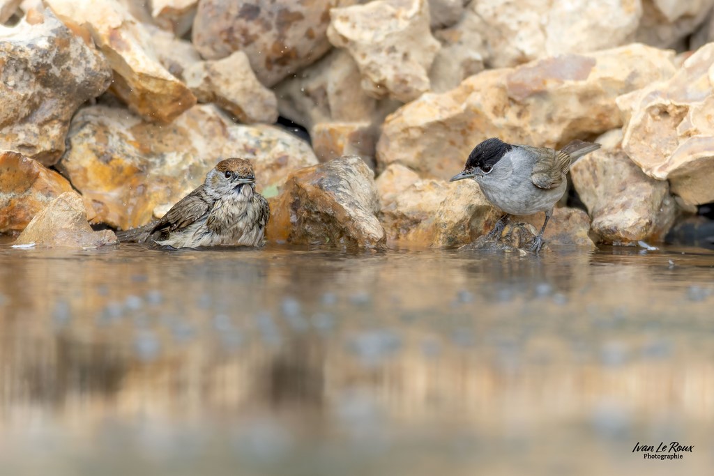 Monsieur "Fauvette à tête noire" regarde Madame prendre son bain -  Romilly-la-Puthenaye (27) - 2024 - Canon EOS R7 -  Sigma 500 mm F/4 OS HSM SPORTS ivan Le Roux photographie