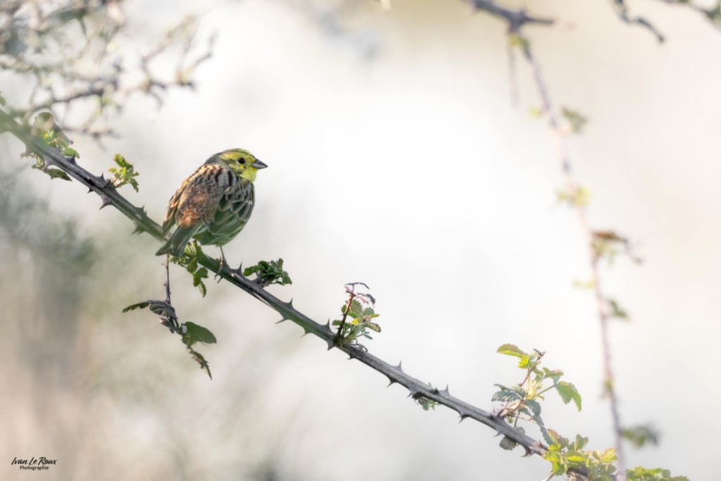 Bruant jaune - Romilly-la-Puthenaye (27) Ivan Le Roux Photographe normandie eure