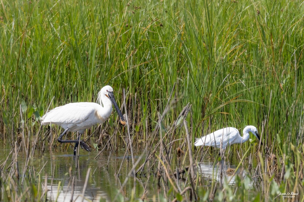 La Spatule Blanche et sa copine l'Aigrette Garzette Ivan Le Roux Grand lavier ornithologie