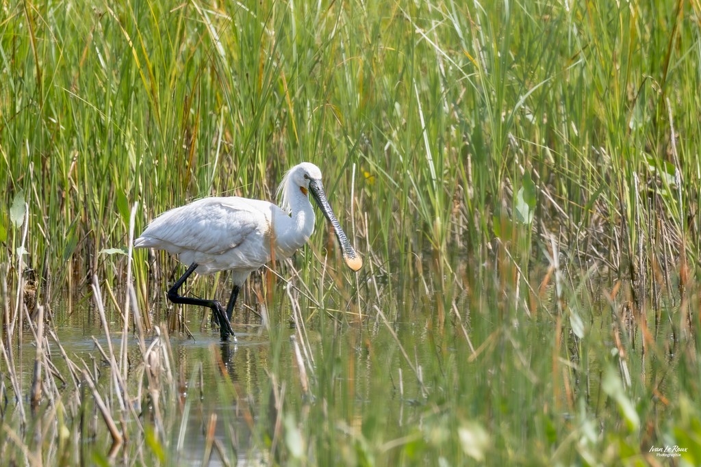 La Spatule Blanche  - Réserve Ornithologique du Grand Laviers  - Baie de Somme - 2023 Ivan Le Roux Photographie