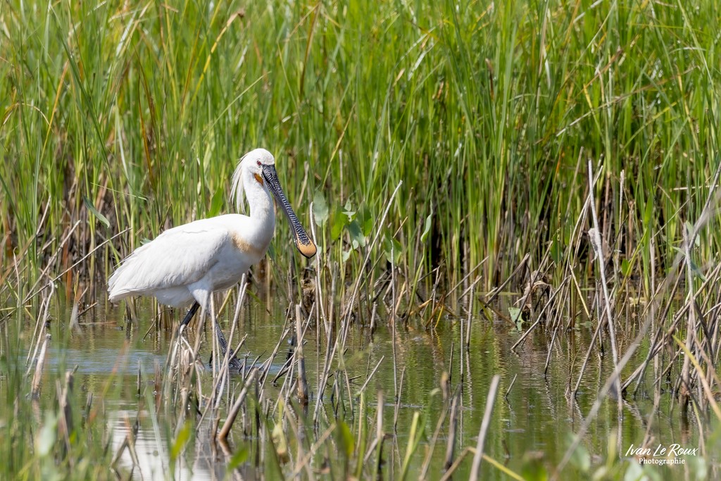 La Spatule Blanche  - Réserve Ornithologique du Grand Laviers  - Baie de Somme Ivan Le Roux Photographie