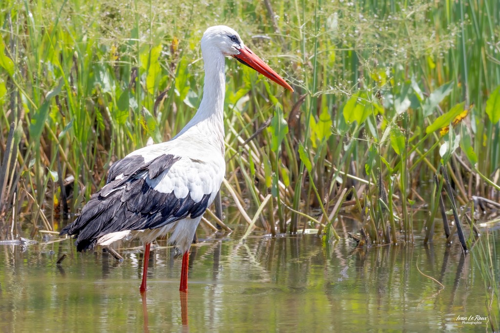 La Cigogne Blanche  - Réserve Ornithologique du Grand Laviers  - Baie de Somme - 2023 Ivan Le Roux Photographe EOS R7