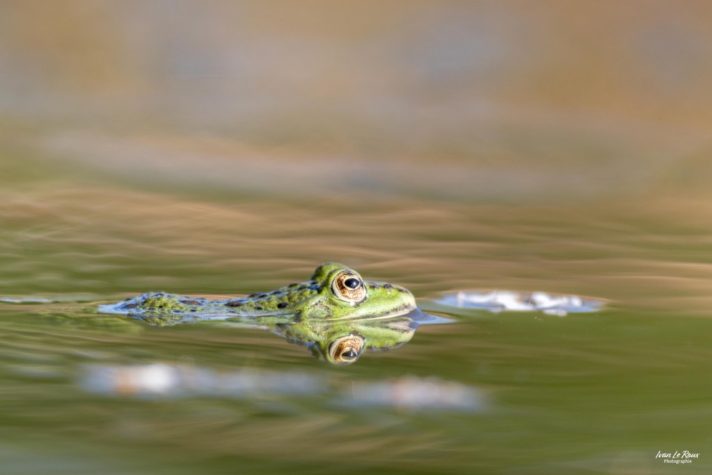 Grenouille verte - Romilly-la-puthenaye (27) Ivan Le Roux Normandie Eure