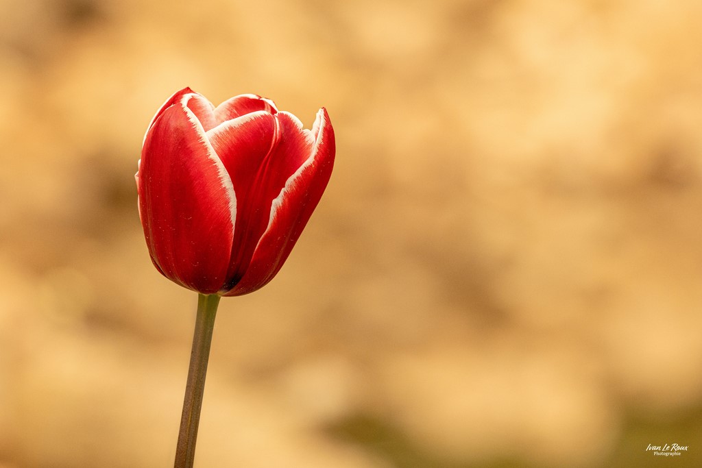 Tulipe - 2023 - Canon EOS R7 -  Sigma 500 mm F/4 OS HSM SPORT Ivan Le Roux photographie