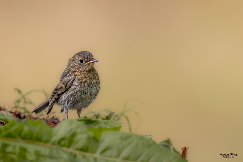 Rouge-gorge Juvénile - Romilly-la-Puthenaye (27) - 2023 - Canon EOS R7 -  Sigma 500 mm F/4 ivan Le Roux Photographe Normandie