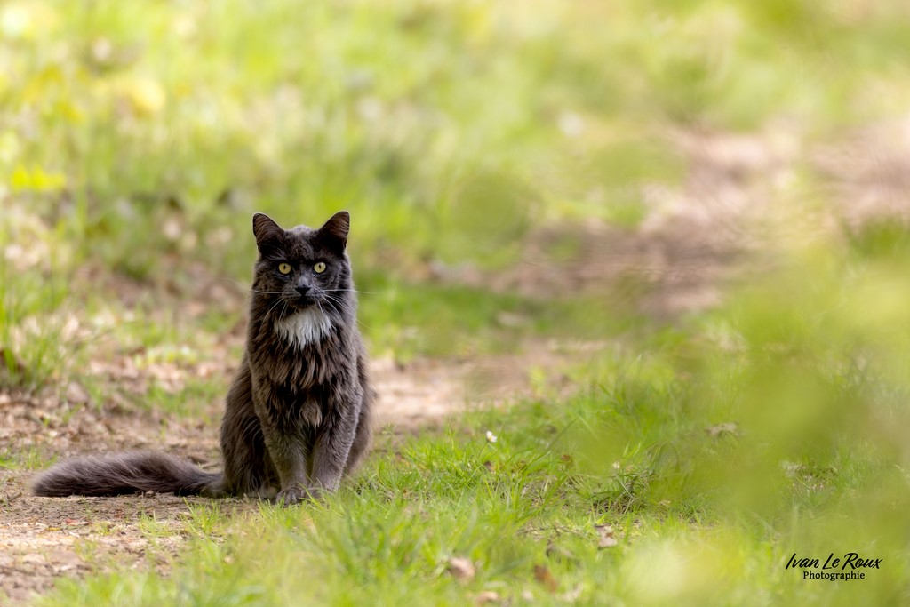 Croisé dans les bois ! - Romilly-la-Puthenaye (27) - 2023 - Canon EOS R7 -  Sigma 500 mm F/4 OS HSM SPORT Ivan Le Roux Photographie