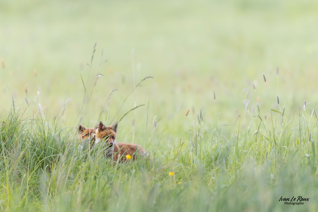 Renardeaux dans les grandes herbes ! - Romilly-la-puthenaye (27) - 2024 - Canon EOS R7 -  Sigma 500 mm F/4 OS HSM SPORT Ivan Le Roux photographie