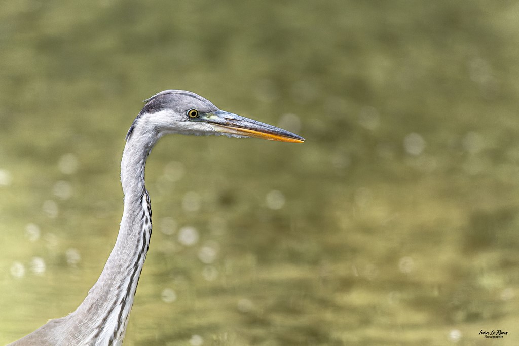 Portrait du Héron Cendré au bord de la Risle  - Romilly-la-puthenaye (27) - 2023 - Canon EOS R7 -  Sigma 500 mm  ILR Photographie Normandie Ivan