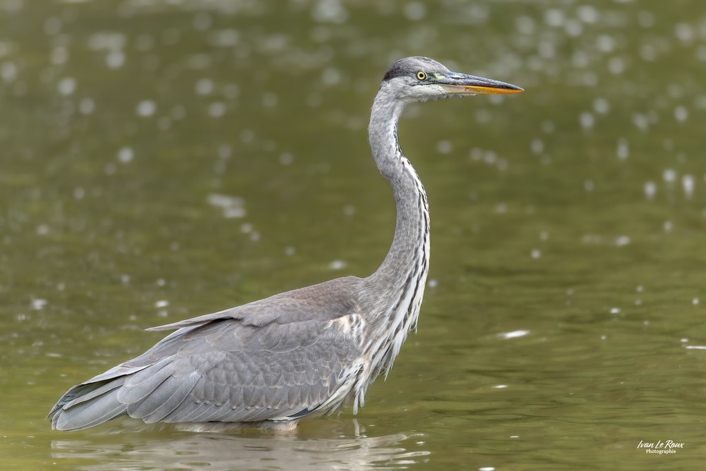 Héron Cendré dans la Risle  - Romilly-la-puthenaye (27) - 2023 - Canon EOS R7 -  Sigma 500 mm F/4 Ivan Le Roux Photographe Normandie