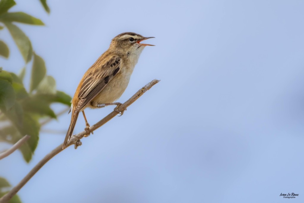 Phragmite des joncs  - Romilly-la-Puthenaye (27) - 2025 Ivan Le Roux Normandie Eure