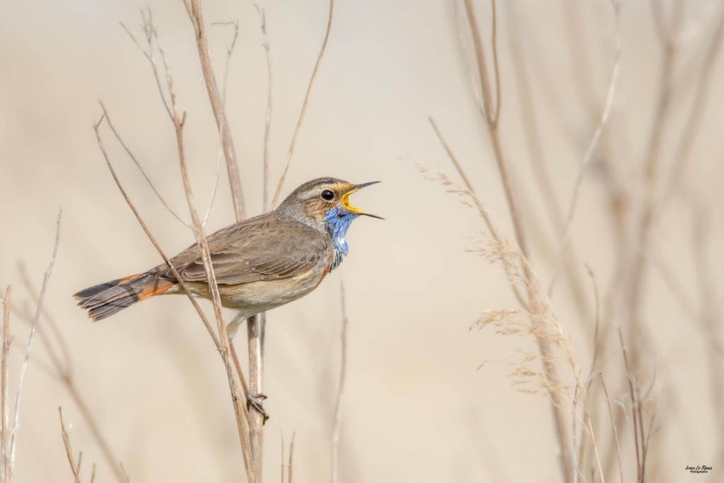 Gorgebleue à miroir  - Romilly-la-Puthenaye (27) ivan Le Roux Photographe normandie