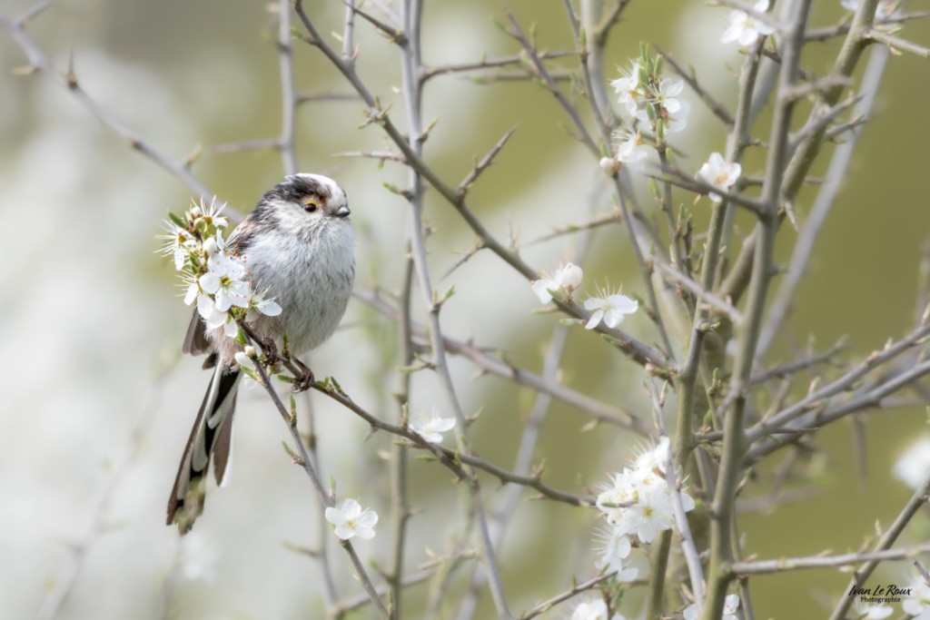 Orite à longue queue  - Romilly-la-Puthenaye (27) ivan Le Roux Photographe