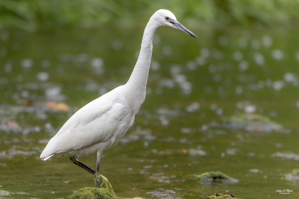 Aigrette Garzette sur la Risle  - Romilly-la-puthenaye (27) - 2023 - Canon EOS R7 -  Sigma 500 mm F/4 OS HSM SPORTS - Ivan Le Roux Photographe animalier Normandie ILR Photographie