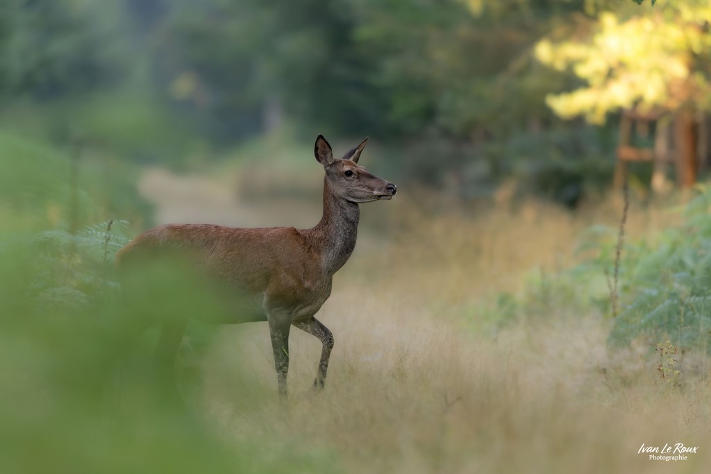 Biche - Normandie - Eure (27) - 2024 - Ivan Le Roux photographie