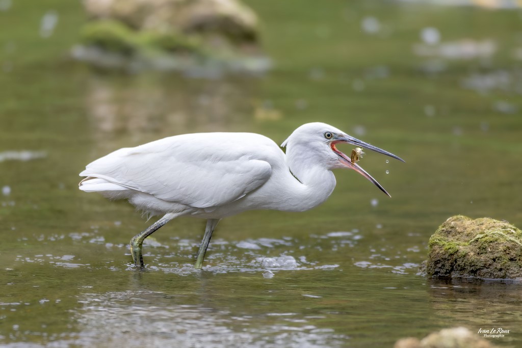 Aigrette Garzette avale un poisson !  - Romilly-la-puthenaye (27) - 2023 - Canon EOS R7 -  Sigma 500 mm F/4 OS HSM SPORTS Ivan Le ROUX photographe animalier normand ILR Photographie