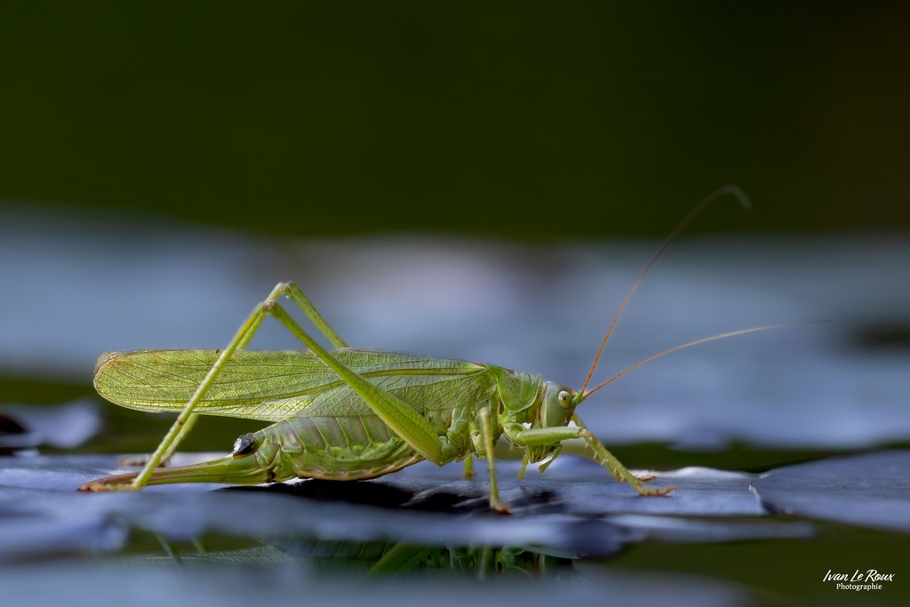  Grande sauterelle verte posée sur une feuille de nénuphar au milieu de la mare -  Romilly-la-Puthenaye (27) - 2024 - Ivan Le Roux photographie