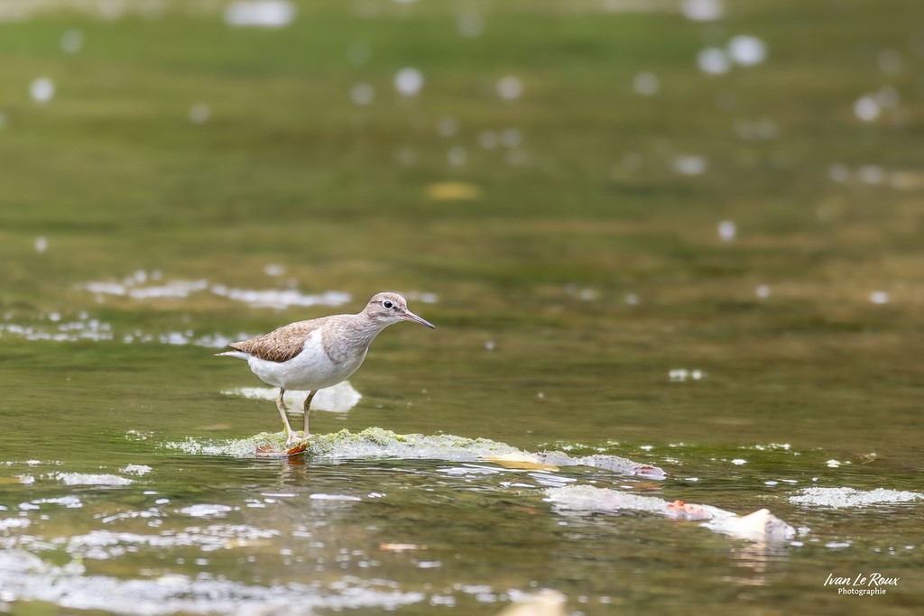 Chevalier Guignette sur la  Risle  - Romilly-la-puthenaye (27) - 2023 - Canon EOS R7 -  Sigma 500 mm F/4 OS HSM SPORTS Ivan Le Roux Photographe Normandie