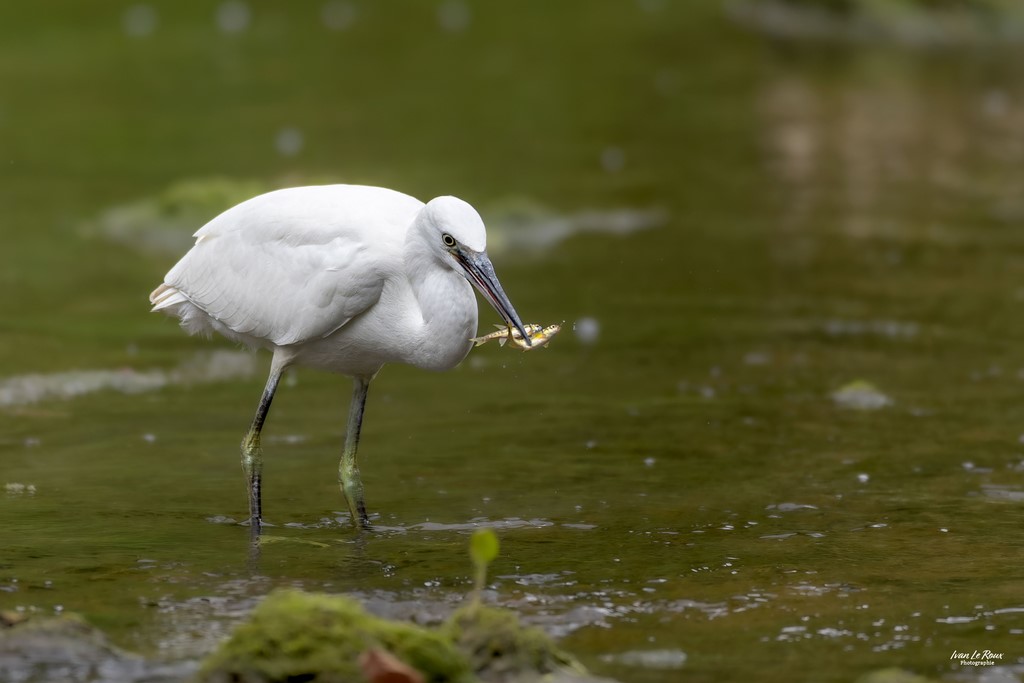 Aigrette Garzette deux d'un coup !  - Romilly-la-puthenaye (27) - 2023 - Canon EOS R7 -  Sigma 500 mm F/4 OS HSM SPORTS ivan Le Roux Photographie Normandie