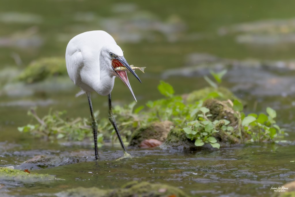 Aigrette Garzette à la pêche dans la Risle  - Romilly-la-puthenaye (27) - 2023 - Canon EOS R7 -  Sigma 500 mm F/4 OS HSM SPORTS ILR Photographie Ivan Le Roux Photographie