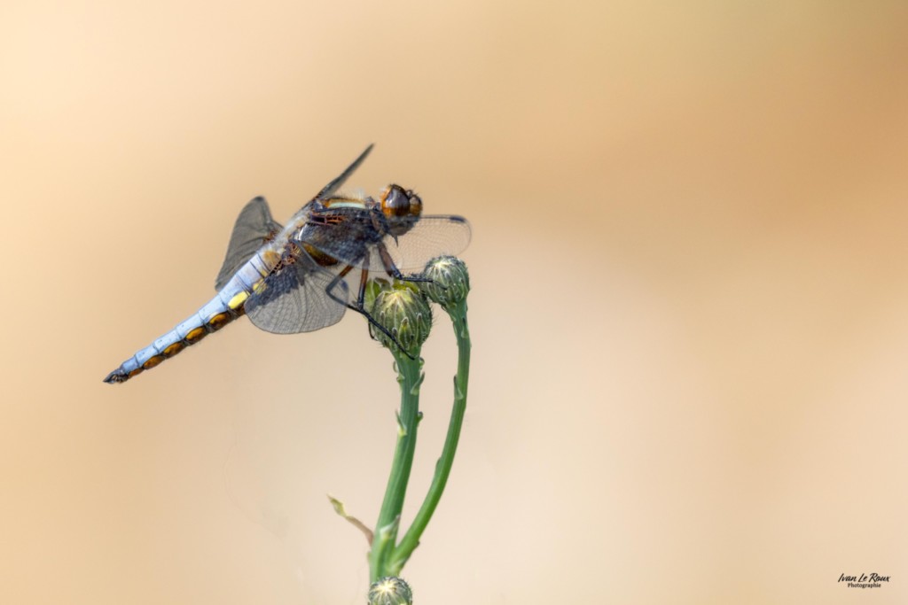 Libellule déprimée (Libellula depressa Linnaeus) -  Romilly-la-Puthenaye (27) Ivan Le Roux Normandie
