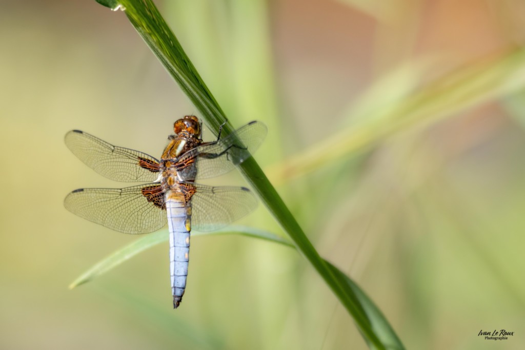 Libellule déprimée (Libellula depressa Linnaeus) -  Romilly-la-Puthenaye (27) - Ivan Le Roux Photographie Normandie