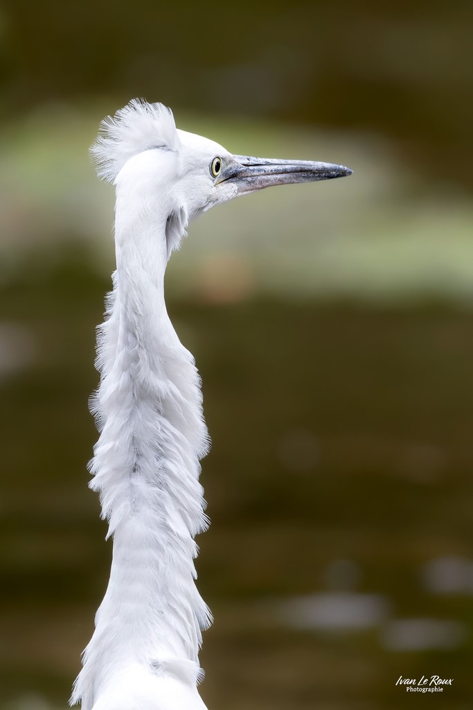 Aigrette Garzette la tête au vent !  - Romilly-la-puthenaye (27) - 2023 - Canon EOS R7 -  Sigma 500 mm F/4 OS HSM SPORTS ILR Photographie ivan Le Roux Photographe animalier