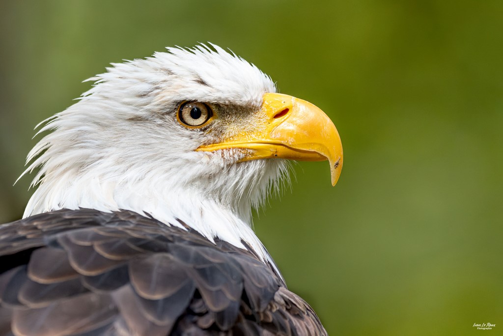 Le Pygargue à tête blanche - Forêt des Aigles (Rambouillet - 78) - 2023 - Canon EOS R7 -  Sigma 500 mm F/4 OS HSM SPORT Ivan Le Roux photographe ILR Normandie