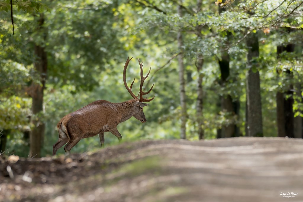 Le Cerf traverse le chemin - 2023 - Canon EOS R7 -  Sigma 500 mm F/4 Ivan Le Roux Normandie Ilr Photographie