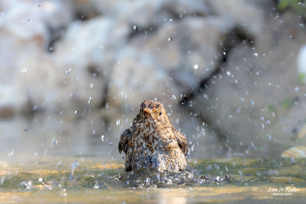 Merle juvénile au bain ! - Romilly-la-puthenaye (27) - 2024 - Canon EOS R7 -  Sigma 500 mm F/4 OS HSM SPORT, ivan Le Roux Photographie