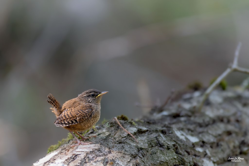 Troglodyte Mignon - Romilly-la-Puthenaye (27) - 2023 - Canon EOS R7 -  Sigma 500 mm F/4 OS HSM SPORTS Ivan Le Roux Photographe animalier normandie
