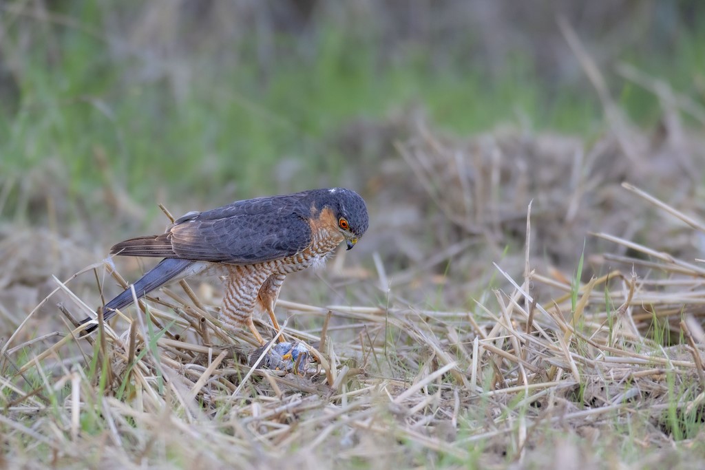 Epervier d'Europe avec sa proie entre ses serres - Romilly-la-Puthenaye (27) - 2023 - Canon EOS R7 -  Sigma 500 mm F/4 ivan Le Roux photographe Normandie