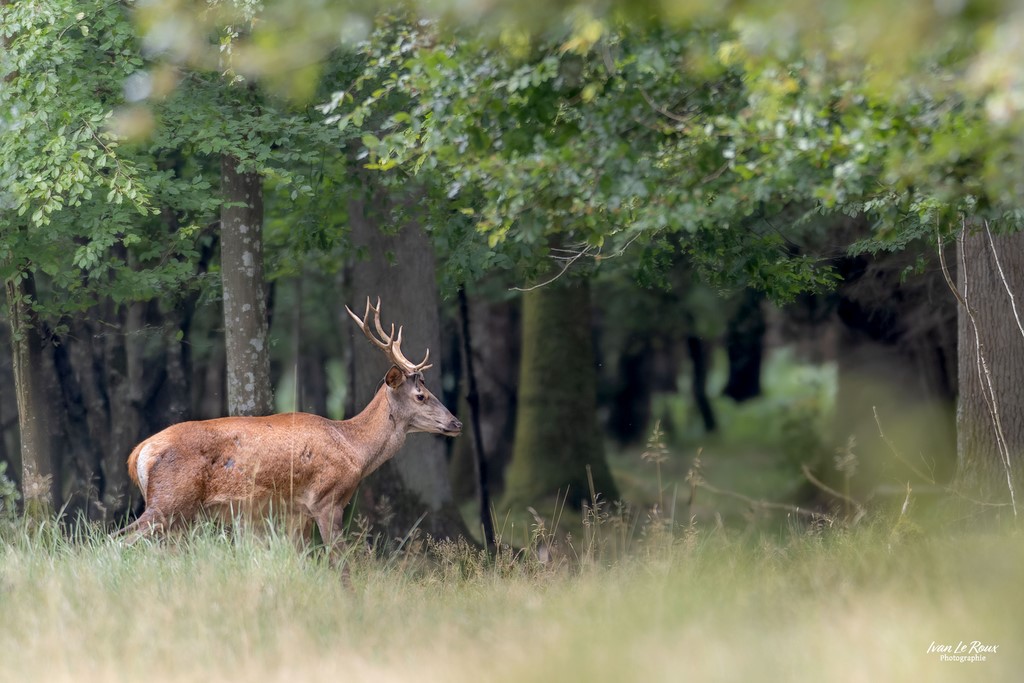 Le Cerf dans la forêt de Romilly-la-Puthenaye (27) - 2023 - Canon EOS R7 -  Sigma 500 mm F/4  Ivan Le Roux Photographe animalier Normandie