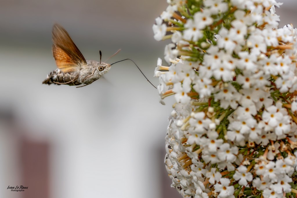 Moro-Phinx à table ! -  Romilly-la-Puthenaye (27) - 2023 - Canon EOS R7, Sigma 105mm Photographe Ivan Le Roux  ILR Photographie