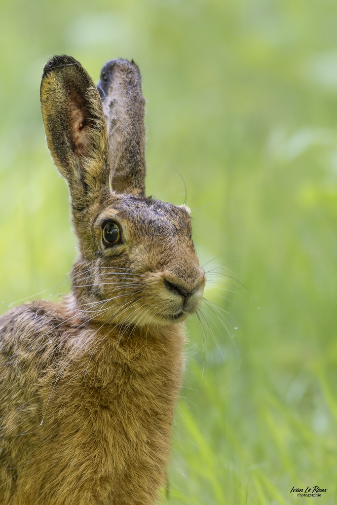 Portrait de lièvre ! - Romilly-la-puthenaye (27) - 2024 - Canon EOS R7 -  Sigma 500 mm F/4 OS HSM SPORT Ivan Le Roux Photographie