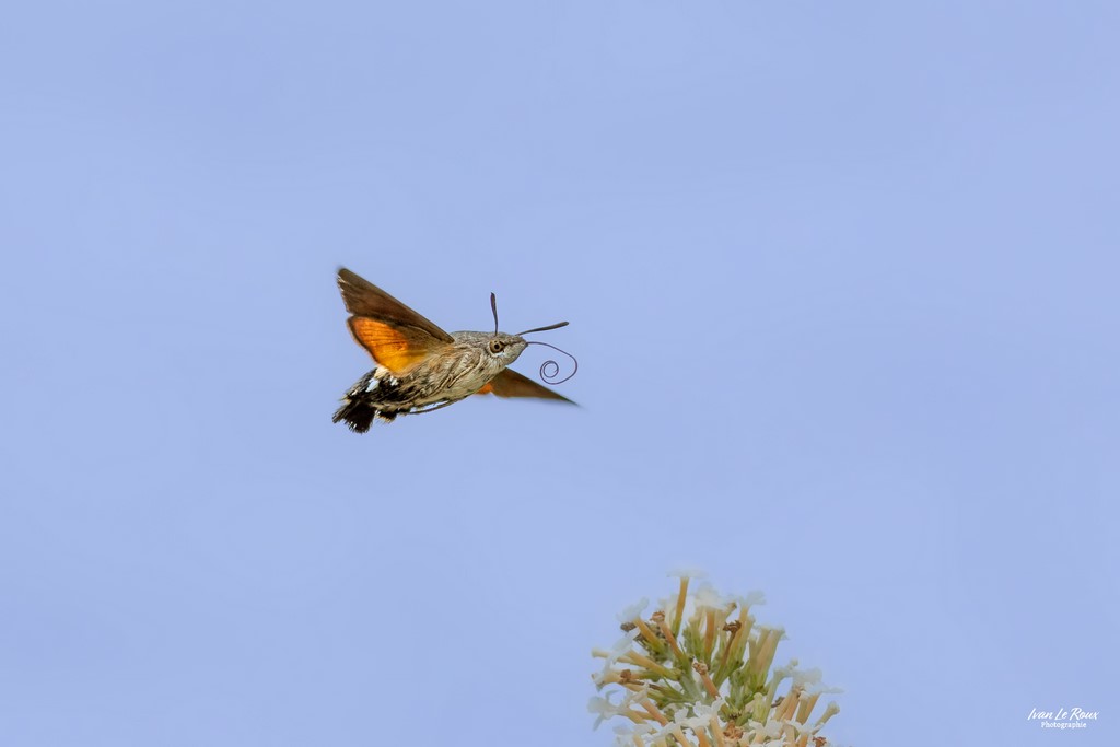 Le Moro-Sphinx enroule sa trompe pour passer d'une Fleur à l'autre -  Romilly-la-Puthenaye (27) - 2023 - Canon EOS R7, Sigma 105mm Photographe animalier Ivan Le Rous Normandie