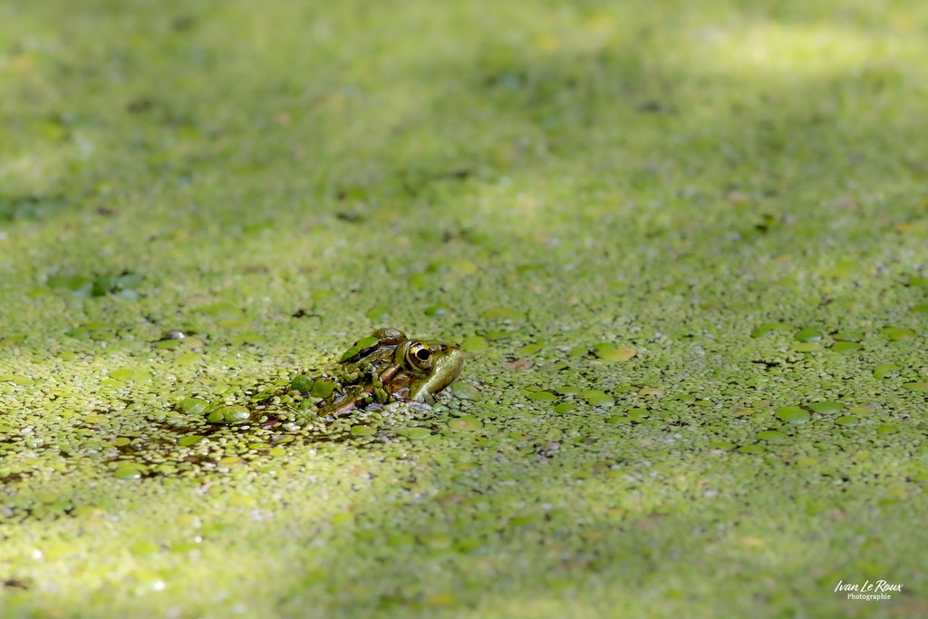 Grenouille verte - Romilly-la-puthenaye (27) - 2023 - Ivan Le Roux photographe