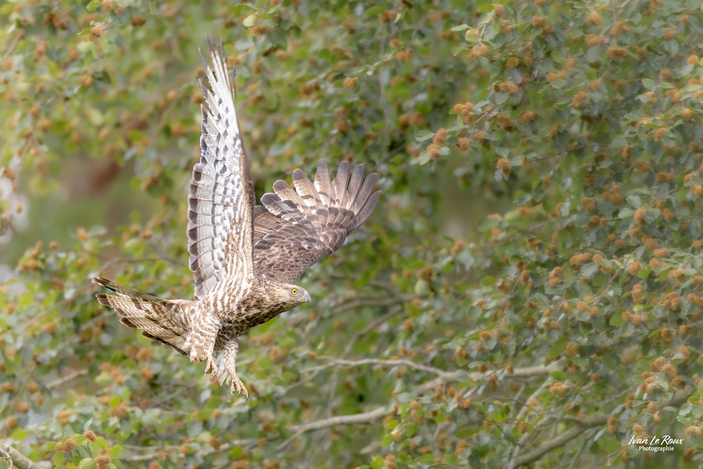 Bondrée apivore en vol - Romilly-la-Puthenaye (27) - 2023 - Ivan Le Roux Photographie ILR