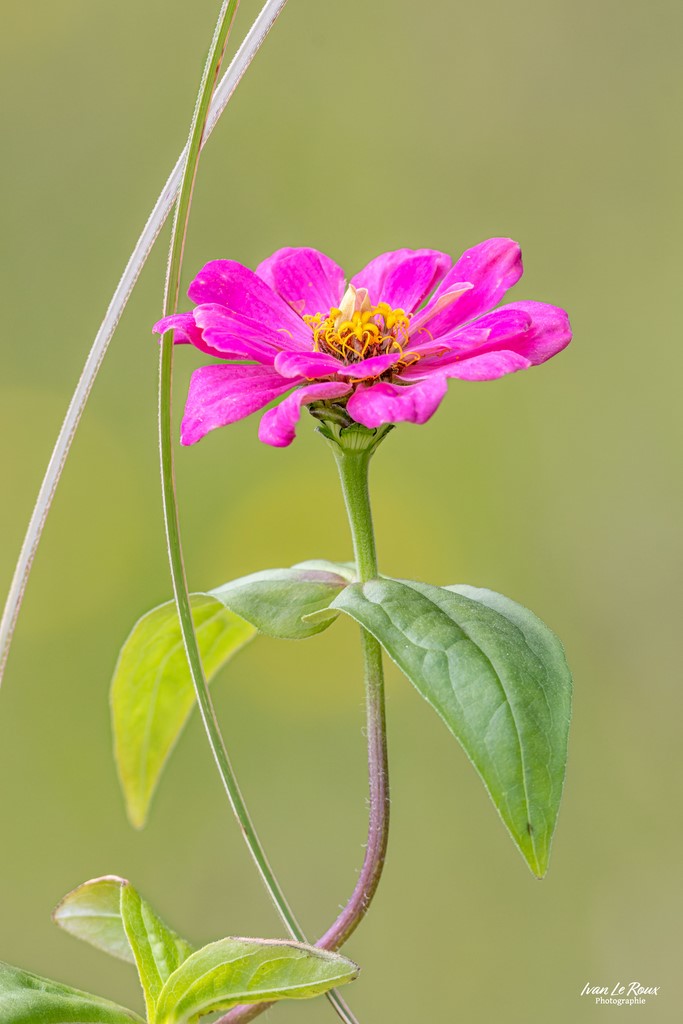 Zinnia Ivan Le Roux Photographe Normandie