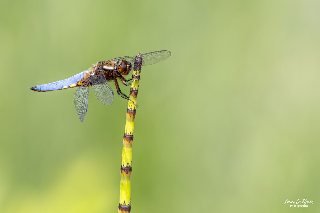 Libellule déprimée (Libellula depressa Linnaeus) Ivan Le Roux Ivan Photographe