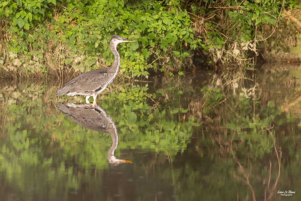 Héron Cendré & son reflet  - Romilly-la-puthenaye (27) - 2023 - ILR-Photographie Ivan Le Roux