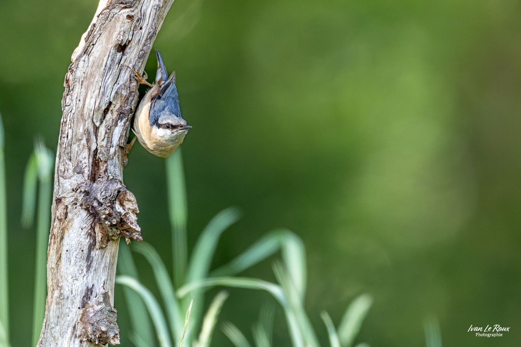 Sittelle Torchepot - Romilly-la-puthenaye (27) ivan Le Roux Photographie Normandie