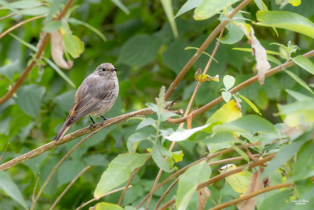 Rougequeue noir (Phoenicurus ochruros) - Romilly-la-Puthenaye (27) - 2023 - Ivan Le Roux Photographie animalière