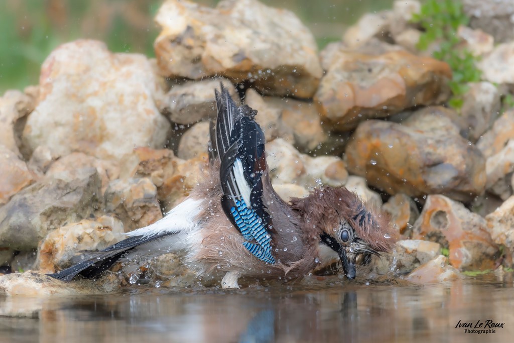 Geai des Chênes prend son bain - Romilly-la-Puthenaye (27) - 2024 - Ivan Le Roux Photographe