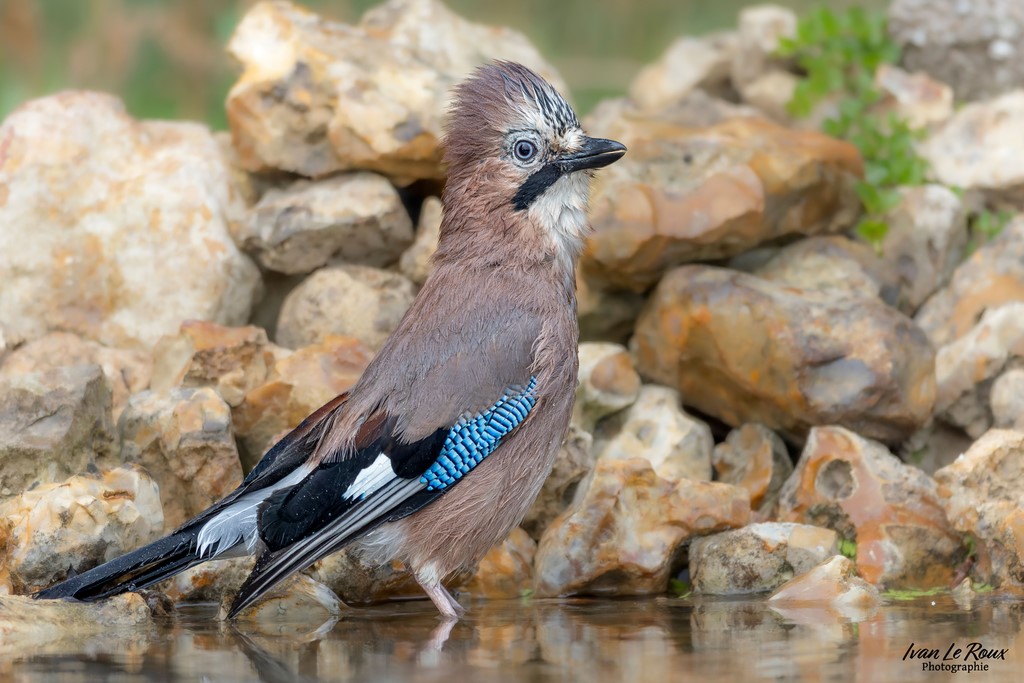 Geai des chênes mouilléGeai des Chênes tout mouillé - Romilly-la-Puthenaye (27) - 2024 - Ivan LE ROUX Photographe