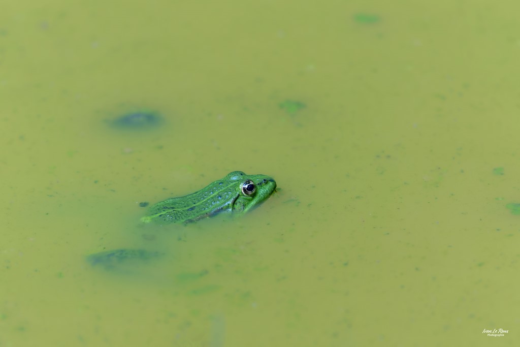 Grenouille verte - Romilly-la-puthenaye (27) - 2023 - Ivan Le Roux Ilr photographie