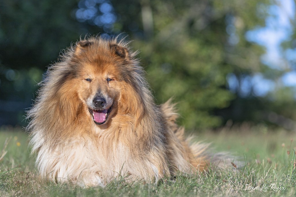 Colley mâle "Fonzy" - 2019