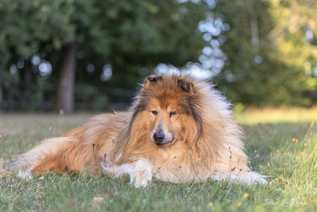 Colley mâle "Fonzy" - 2019