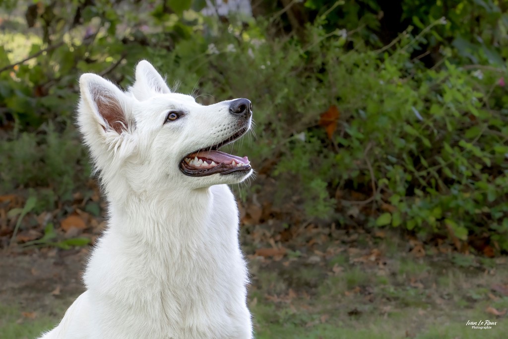 Berger Blanc Suisse - Beaumont-le-Roger (27) - 2023 Ivan Le Roux  Photographe