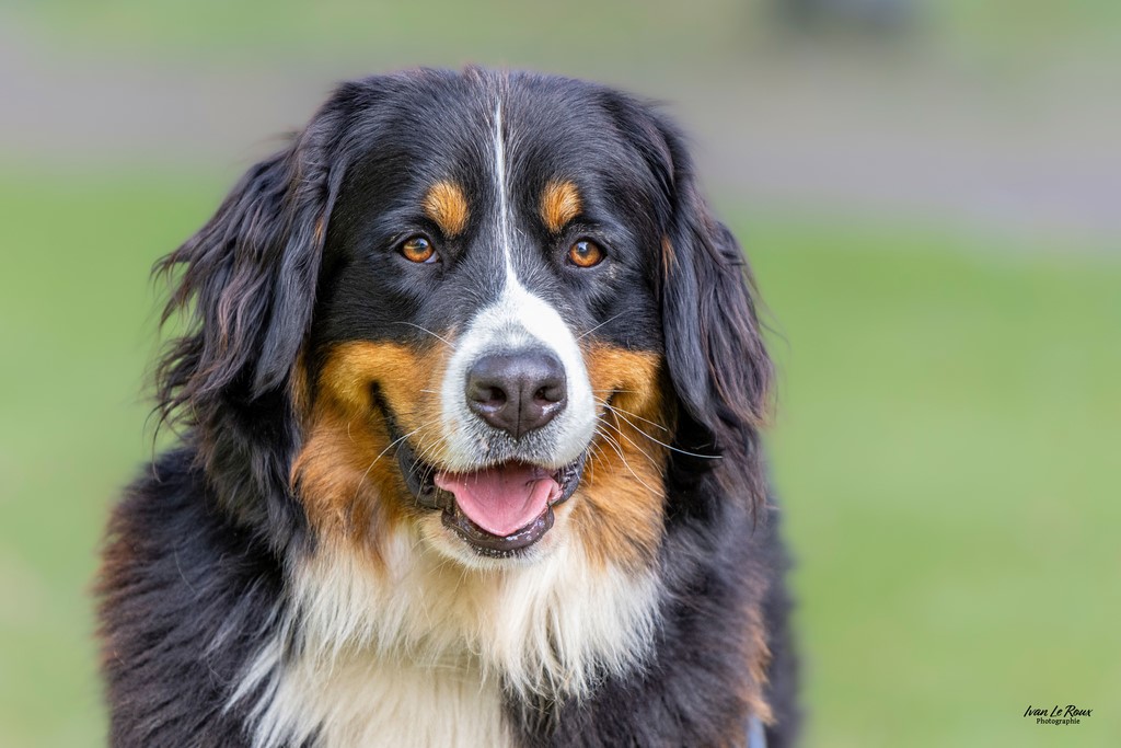 Bouvier Bernois - Beaumont-le-Roger (27) - 2023 Ivan Le Roux photo